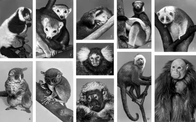 Африканские обезьяны: разнообразие видов и общие черты» — создано в  Шедевруме