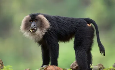 ТОП-10 самых необычных видов обезьян | МанкиБлог | Дзен
