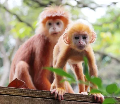 На Земле найдены новые виды обезьян - Hi-News.ru