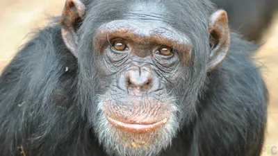 Найден новый вид обезьян возрастом 13 миллионов лет