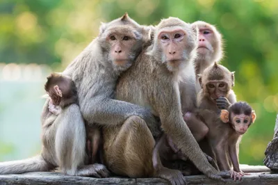 Чем люди похожи на обезьян? Фрагмент «Достающего звена» Станислава  Дробышевского - Афиша Daily