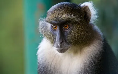 В джунглях обнаружили новый вид обезьян (ФОТО): читать на Golos.ua