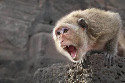 Новый вид обезьян открыли зоологи