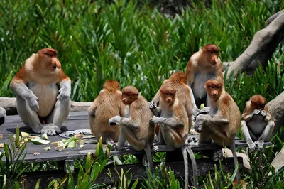 Планета обезьян. Уганда