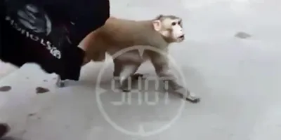10 самых интересных видов обезьян