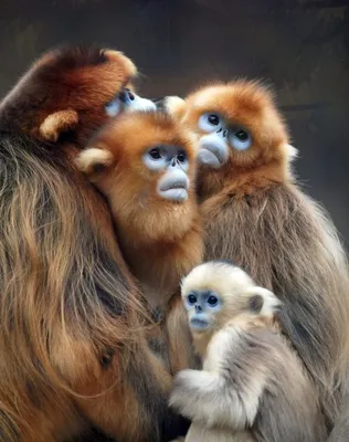 В Вене родилась одна из самых маленьких обезьянок в мире: милое видео -  Новости в мире - 24 Канал