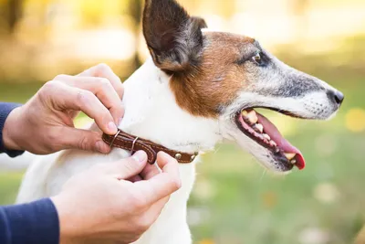 Виды поводков для собак — как выбрать размер, лучшие поводки-рулетки для  щенков