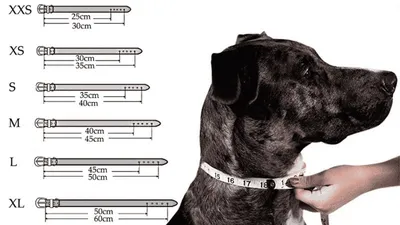 15 лучших светящихся ошейников для собак 2024: рейтинг топ светящихся в  темноте ошейников с usb для маленьких, средних и крупных пород с ценами,  отзывами ветеринаров