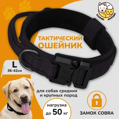 https://zoo-club.com.ua/ru/kak-pravilno-podobrat-oshejnik-dlja-sobak/about-dogs/progulki-i-puteshestvija