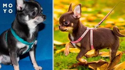 Купить Тактическая шлейка для собак, тренировочный жилет для собак,  металлическая пряжка, шлейка и поводок для собак, комплект для маленьких и  больших собак | Joom