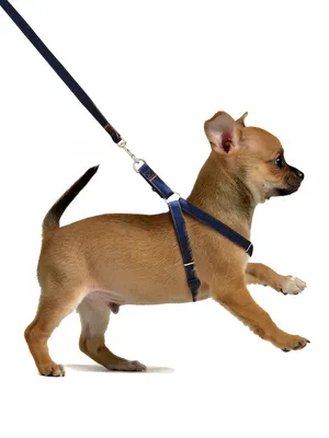 Шлейка прогулочная для собак средних и крупных пород / хаки (камуфляж) /  размер XL - купить с доставкой по выгодным ценам в интернет-магазине OZON  (455482650)