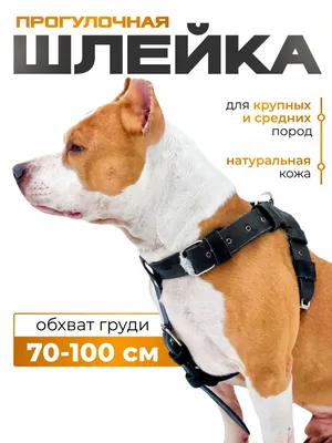 Корректирующая шлейка для собак COA \"HALTI Front Control\", красно-чёрная, M  купить в Москве в зоомагазине, цены - Сами с Усами
