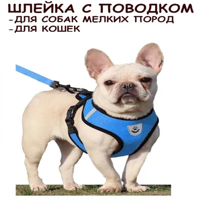 Hunter Smart шлейка для собак Ecco Sport S (30-45/33-54 см) нейлон  бирюзовый | Купить в Москве