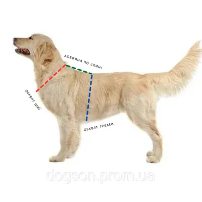 Анатомические шлейки для собак | Шарик Дог
