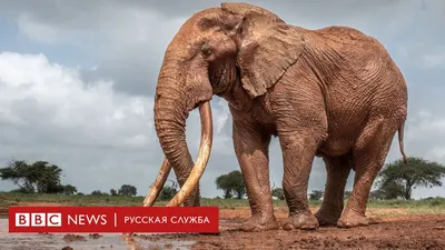 Слон: особенности, виды, характеристика - биология | Моя Школа | OBOZ.UA