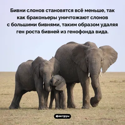 африканские слоны — слоны рода Loxodonta. Стоковое Фото - изображение  насчитывающей вышесказанного, черный: 221529862