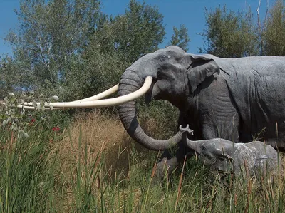 Африканские слоны теперь в списке видов, находящихся на грани полного  исчезновения