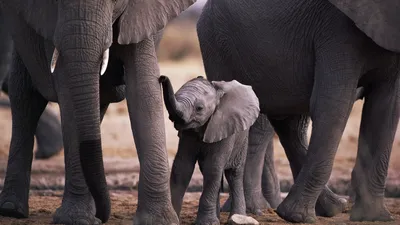 Почему слоны боятся мышей, где они живут и чем питаются: интересные факты о  слонах