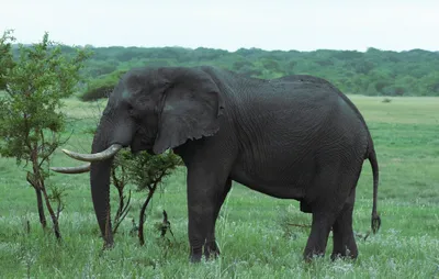 Фельдман Екопарк - Слоны – единственные ныне живущие представители древней  группы хоботных, включавшей 40 видов. Слоны – самые большие наземные  животные, крупнейший известный слон весил 11 тонн. Слоны вынашивают своих  детенышей рекордные