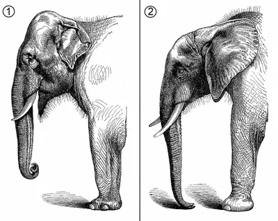 Факты о слонах | Слоники | Elephants