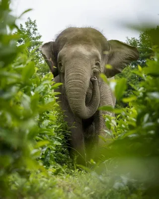 Сколько всего видов слонов... | Ответ на вопрос | QuizzClub