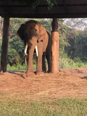 Парк слонов в Сочи! Как добраться? Сколько стоит? 🐘 | Январь - 2024💚