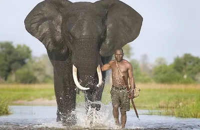 Большие и добрые\" - Слоны. Места их обитания, виды и образ жизни. | Мир  животных | Дзен