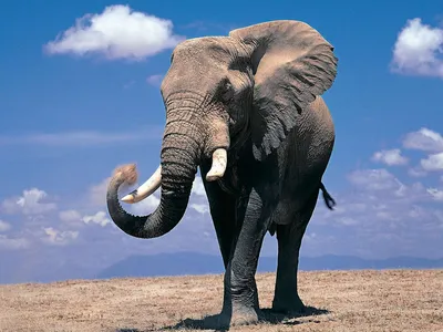 Слоны. Вексо Джон Беннет - «Они могут быть спокойными и дружелюбными, а  потом вдруг становятся агрессивными и опасными» | отзывы