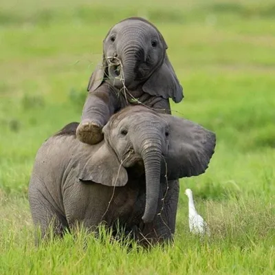 азиатский слон или индийский слон Elephas Maximus является млекопитающим  хоботиса рода азиатских слонов Стоковое Фото - изображение насчитывающей  сильно, тропическо: 220198138