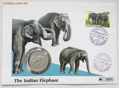 3 вида семьи слонов, фигурки животных, коллекционные игрушки, дикая  фотопластиковая модель, игрушка | AliExpress