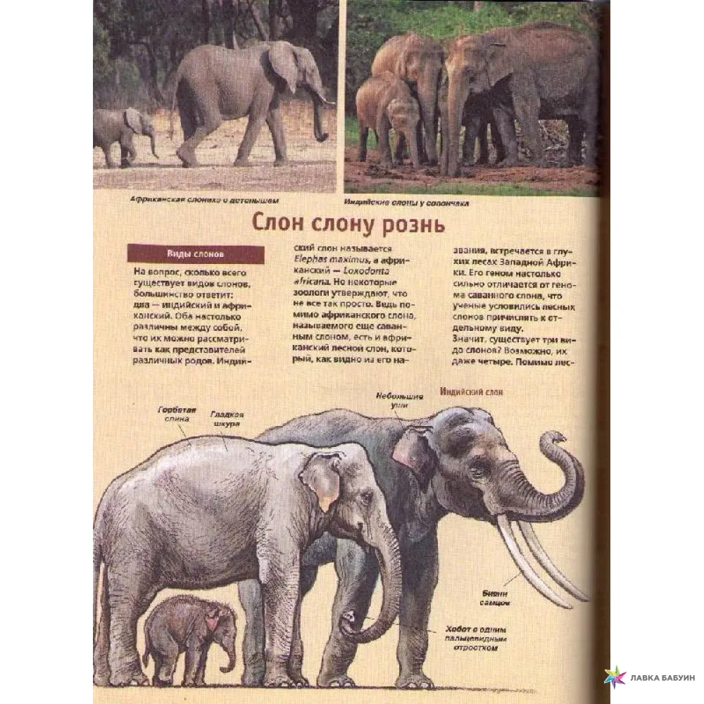 Elephant List