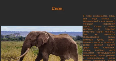 Слон большой: 10 интересных фактов об этих гигантских существах / Оффтопик  / iXBT Live
