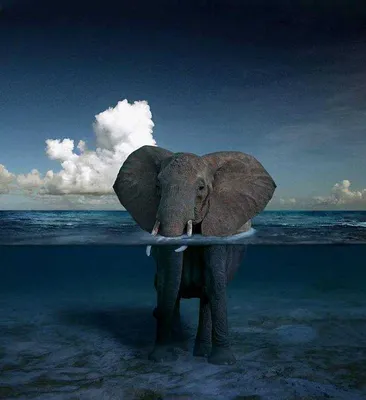 Фигурка Дикие животные Слон - купить с доставкой по выгодным ценам в  интернет-магазине OZON (1090416022)