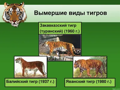 Зоологи проследили генетическую эволюцию древних тигров | Новости науки