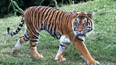 Мальтийский тигр: редкий вид, обитающий в Китае» — создано в Шедевруме