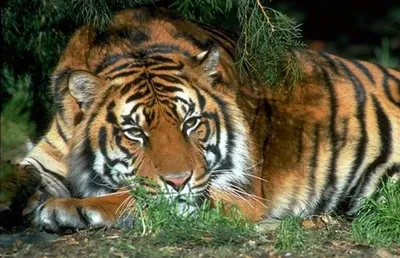 Международный день тигра. Сохраним тигра - online presentation