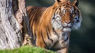 🐅 «Тигр: Все возможные виды и формы» — создано в Шедевруме