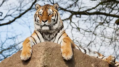 Редкие Белые Виды Тигров Лежащие На Песке — стоковые фотографии и другие  картинки Африка - Африка, Без людей, Белый - iStock