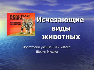 Содержание сибирских тигров в зоопарках Европы | Пикабу