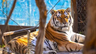 Суматран Тигр, Panthera Tigris Sumatrae Стоковое Фото - изображение  насчитывающей ангстрома, тигр: 160284676