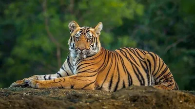Виды и подвиды тигров: 🐅 названия, описания, ареал обитания, враги, фото и  видео