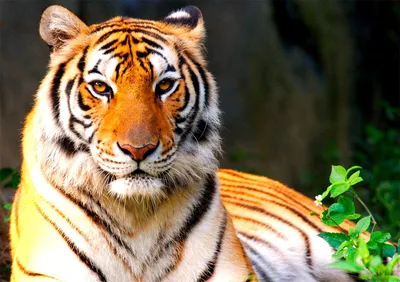 Тигр-Перевертыш: от тигра к человеку и обратно» — создано в Шедевруме