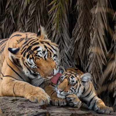 Виды тигров - 65 фото