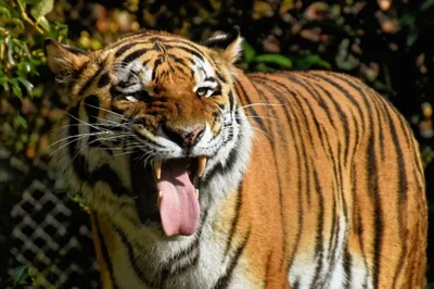Индия – одна из немногих стран, где можно увидеть тигров | Пикабу