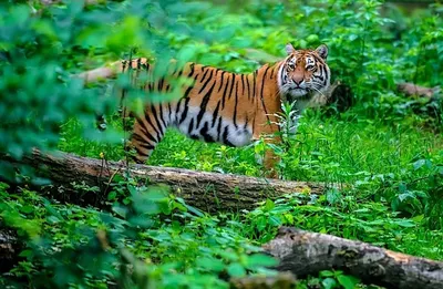 Если карантин продлят, в Курганинске на свет появится малыш исчезающего вида  тигров - бенгальский тигренок