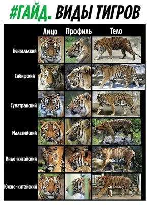 Суматран Тигр, Panthera Tigris Sumatrae Стоковое Изображение - изображение  насчитывающей угрожано, фауна: 160284725