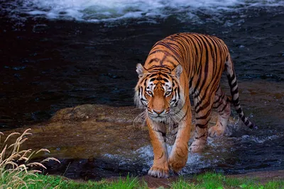 Тигр – Описание, ареал, питание, подвиды, враги, фото и видео. Виды тигров.  Где живут и что едят тигры - Научно-популярный журнал: «Как и Почему»
