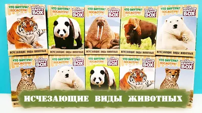 И тигр, и белочка»: фотоловушка запечатлела 8 видов животных | ОБЩЕСТВО |  АиФ Владивосток