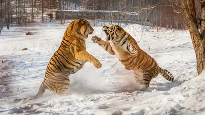 Вымирающий вид тигров триумфально возвращается в Индию