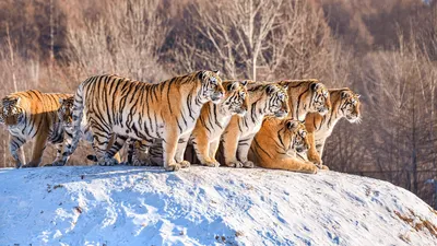 Уссурийский тигр (Panthera tigris altaica) - AnimalBox.ru